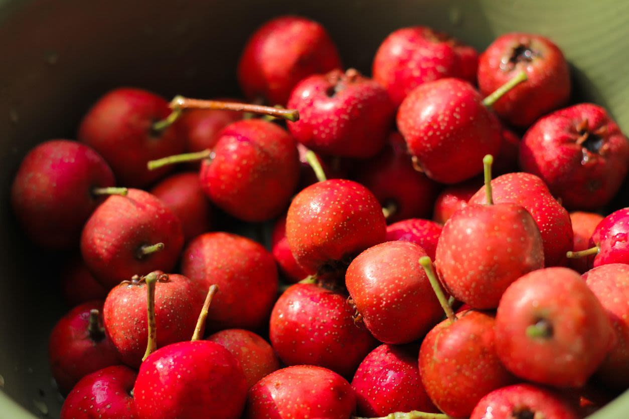 A close up image of red mayhaw fruit in a bowl.